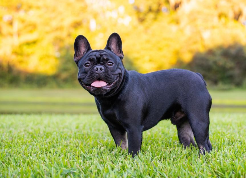 Frenchie Adult Frenchie